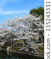 春天，公園池塘邊盛開的櫻花。 135243331