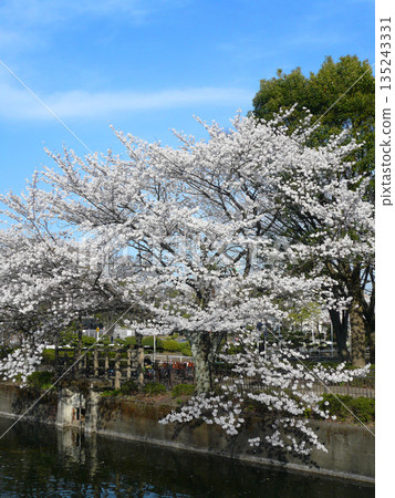 春天,公園池塘邊盛開的櫻花。 春天,公園池塘邊盛開的櫻花。 135243331
