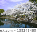 春天，公園池塘邊盛開的櫻花。 135243465