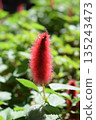 Flower of cat tail 135243473