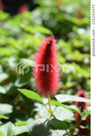 貓尾巴花 135243473