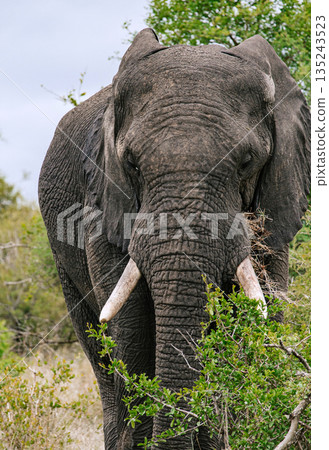 Elephant with impressive tusks gazes directly at the viewer amidst green bushes Elephant with impressive tusks gazes directly at the viewer amidst green bushes 135243523