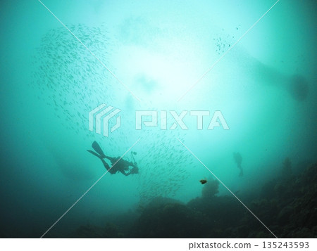 Spring murky sea Diver and school of fish looking up from the depths Underwater background with space Spring murky sea Diver and school of fish looking up from the depths Underwater background with space 135243593