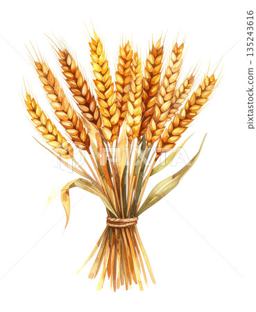 一束麥穗的水彩插圖 一束麥穗的水彩插圖 135243616