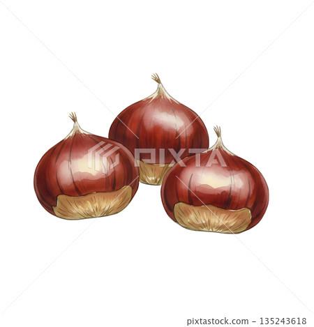 板栗水彩插圖 135243618