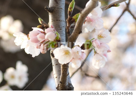 Cherry blossoms in the evening 135243646