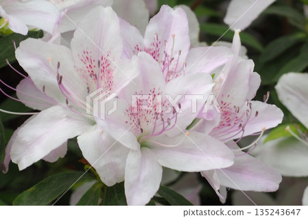 Azalea in the evening 135243647