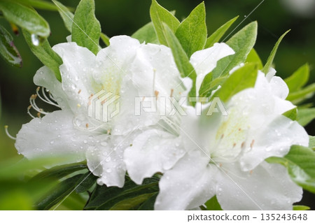 Azalea in the evening 135243648