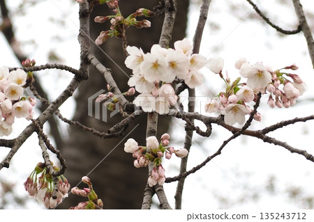 Cherry blossoms in the evening Cherry blossoms in the evening 135243712
