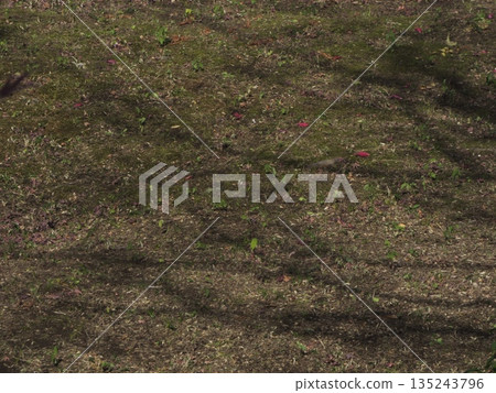 冬天的地面上散落著紅色的花瓣。這季節末期的景象,光影交錯,靜謐優美,散發著侘寂之美。 冬天的地面上散落著紅色的花瓣。這季節末期的景象,光影交錯,靜謐優美,散發著侘寂之美。 135243796