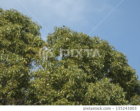 The rich green of the evergreen camphor tree stands out against the blue winter sky. Fresh leaves overlap, shining in the sunlight. The rich green of the evergreen camphor tree stands out against the blue winter sky. Fresh leaves overlap, shining in the sunlight. 135243803