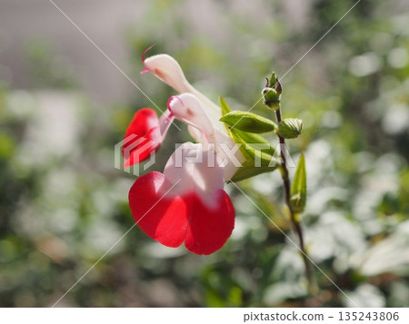 櫻桃鼠尾草的紅唇花,紅白相間,在清爽的秋日陽光下綻放,美不勝收。 櫻桃鼠尾草的紅唇花,紅白相間,在清爽的秋日陽光下綻放,美不勝收。 135243806