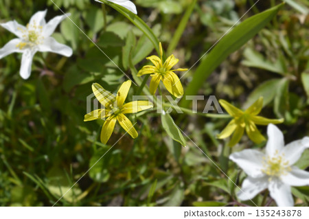 Yellow star-of-Bethlehem 135243878