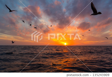 Seagulls flying over the ocean at sunset. 135243909