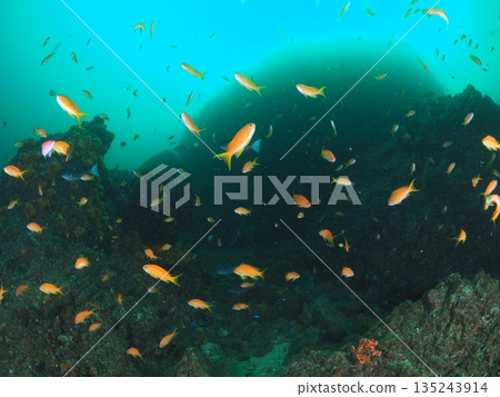 金魚鱸魚在混濁的春海中翩翩起舞,伊豆海底風光盡收眼底。 金魚鱸魚在混濁的春海中翩翩起舞,伊豆海底風光盡收眼底。 135243914