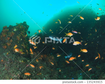 金魚和海鱸在春日渾濁的綠色水面上翩翩起舞,水下背景(留白) 金魚和海鱸在春日渾濁的綠色水面上翩翩起舞,水下背景(留白) 135243915