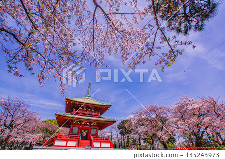 春天的櫻花和講堂山(橫濱) 春天的櫻花和講堂山(橫濱) 135243973