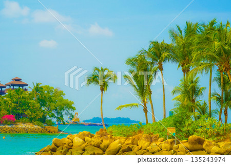 Palm trees on Sentosa Island, Singapore Palm trees on Sentosa Island, Singapore 135243974