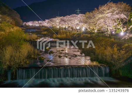 Miyagino Hayakawa櫻花在銀行 135243976