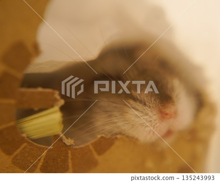 Image of a sleeping Djungarian hamster 135243993
