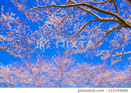 Cherry blossoms in full bloom and clear blue sky (Chofu Airport) 135244006