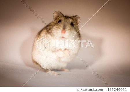 Cute Djungarian hamster image (Prussian sapphire) 135244031