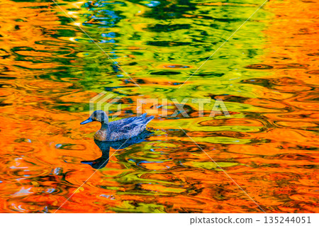 反映鴨子和秋葉的池塘 135244051