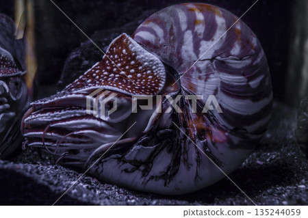 Image of a giant nautilus Image of a giant nautilus 135244059