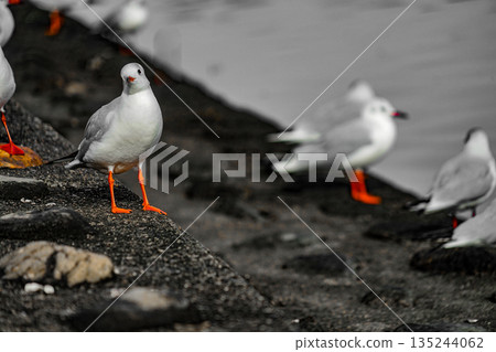 A group of seagulls (Katsushima Canal) A group of seagulls (Katsushima Canal) 135244062