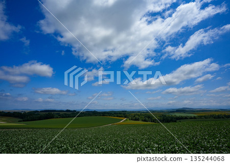 北海道美瑛的天空與山丘 北海道美瑛的天空與山丘 135244068
