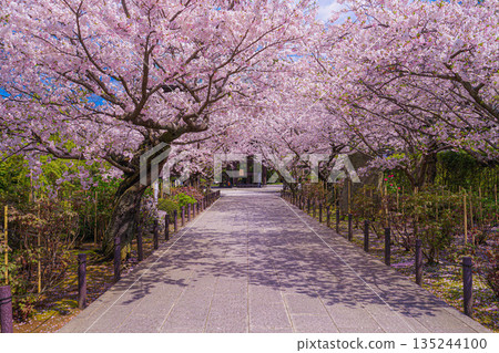 盛開的櫻花隧道 盛開的櫻花隧道 135244100