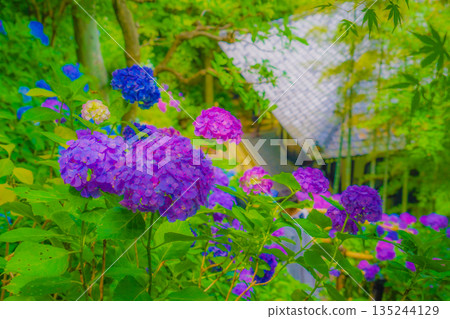 繡球花和日本房子 135244129