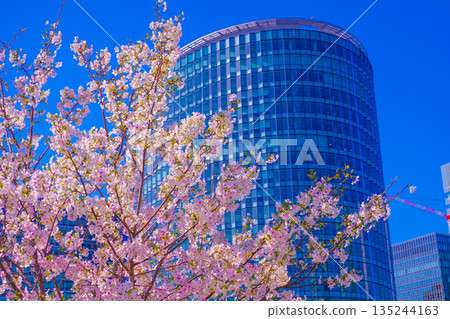 Takashima waterfront park and cherry blossoms 135244163