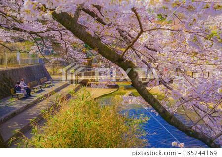 Cherry blossoms at Kishine Park 135244169