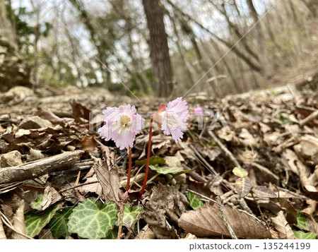 Rock bells blooming on the hiking trail 135244199