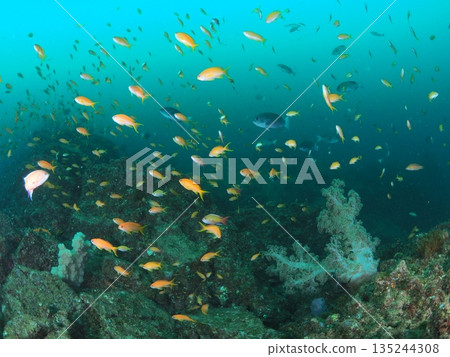A dense school of goldfish anthias in the murky spring waters of Izu and Ito (underwater) 135244308