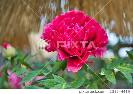 大紅牡丹 大紅牡丹 135244419