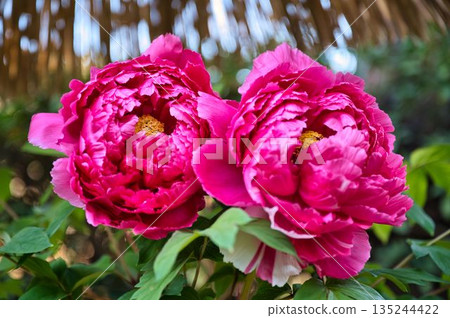 Gorgeous two red peonies 135244422