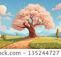 A spring scene with a large cherry tree in full bloom 135244727