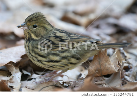 A female Japanese bush warbler searching for food 135244791