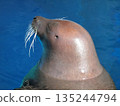 Close-up of the back of a sea lion's head 135244794