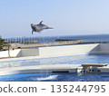 Close-up of a jumping dolphin 135244795