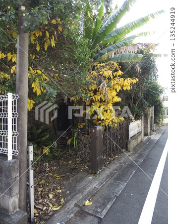 Lush greenery thrives in the backstreets of urban residential areas. Yellow leaves and vibrant banana leaves add color to the seasons. 135244919