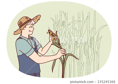 Elderly man farmer harvests corn at plantation for further sale at organic fruit and vegetable fair Elderly man farmer harvests corn at plantation for further sale at organic fruit and vegetable fair 135245168