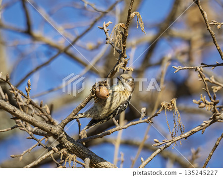 A Japanese Pygmy Woodpecker staring with its round eyes under the blue sky A Japanese Pygmy Woodpecker staring with its round eyes under the blue sky 135245227