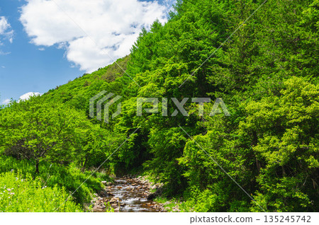 Vibrant new greenery and the Suga River, Kiso Village 135245742