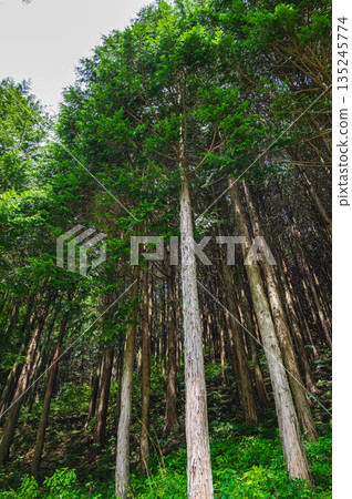 Looking up at the large trees in the forest - Kiso Village Looking up at the large trees in the forest - Kiso Village 135245774