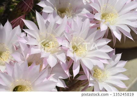 Eyries cactus 135245819