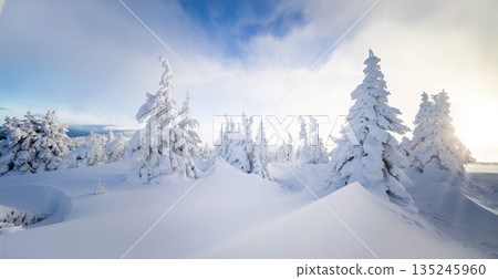 Beautiful winter landscape with snow covered trees and smooth snowy hills under soft morning light. Peaceful frozen forest scene with blue sky, clouds and untouched snow in a pristine mountain Beautiful winter landscape with snow covered trees and smooth snowy hills under soft morning light. Peaceful frozen forest scene with blue sky, clouds and untouched snow in a pristine mountain 135245960