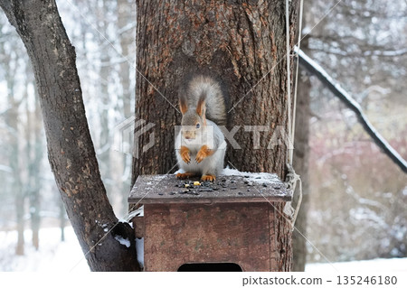 A red squirrel in grey winter fur. A light-grey squirrel with a white chest and belly, orange paws and ears stands tall on a feeder, eating seeds and nuts and looking at the camera in a winter forest. A red squirrel in grey winter fur. A light-grey squirrel with a white chest and belly, orange paws and ears stands tall on a feeder, eating seeds and nuts and looking at the camera in a winter forest. 135246180